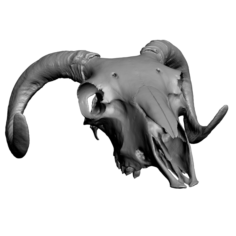 картинка Череп козла F1-185 3D-STL.COM