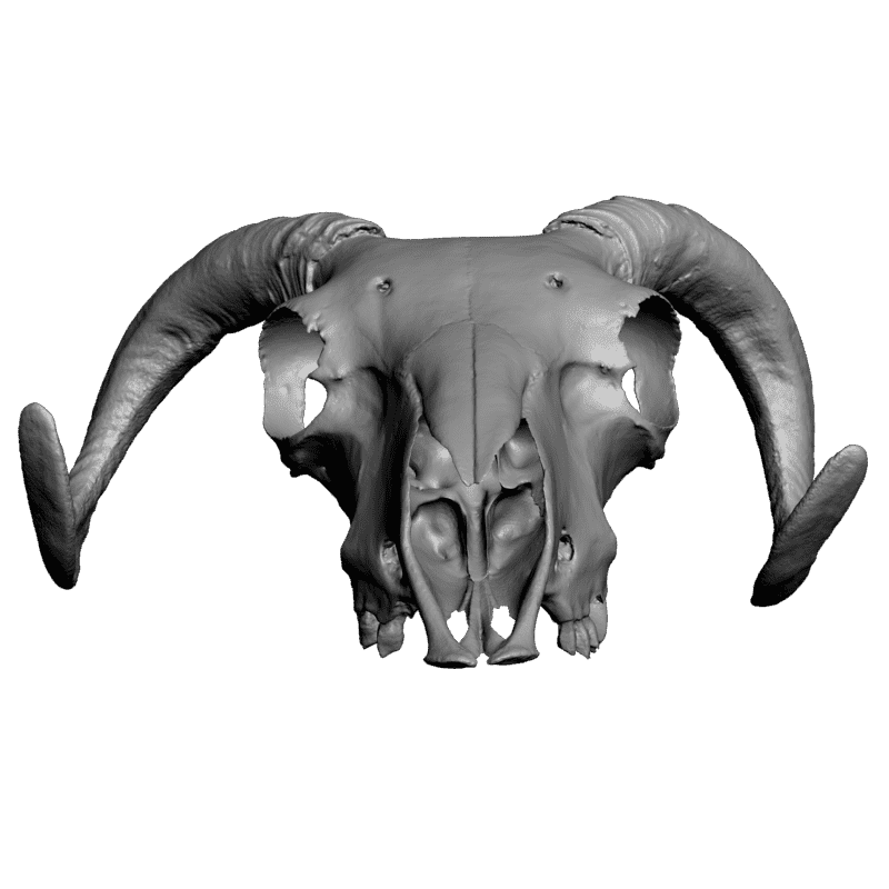 картинка Череп козла F1-185 3D-STL.COM