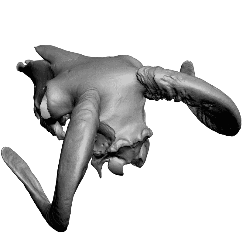 картинка Череп козла F1-185 3D-STL.COM